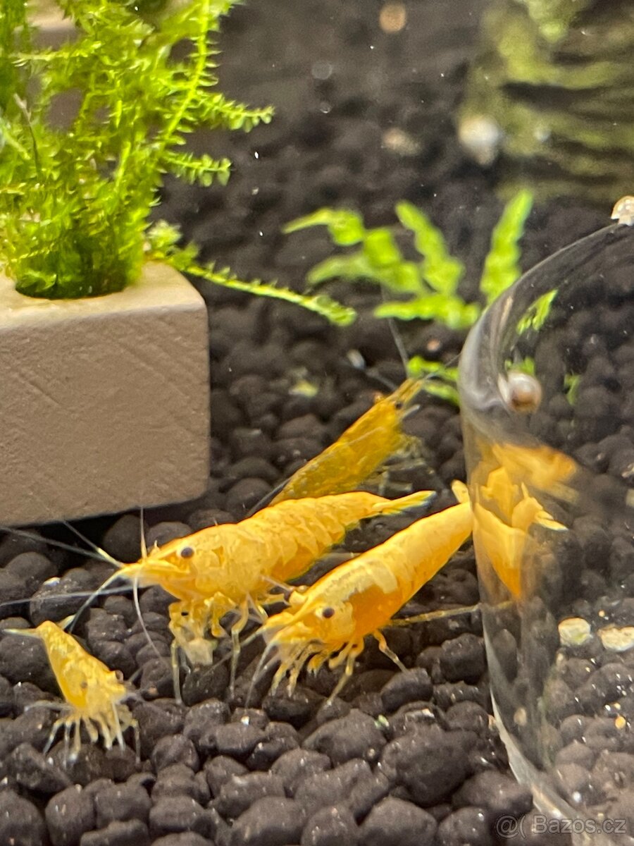 Krevetky žluté Yellow Fire - 6