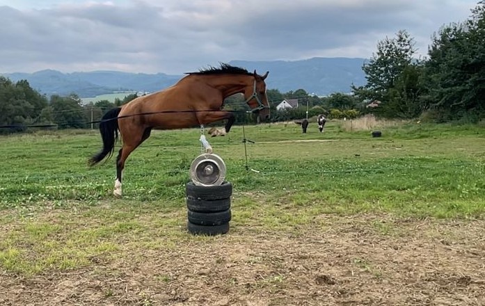 Všestranný valach - 6