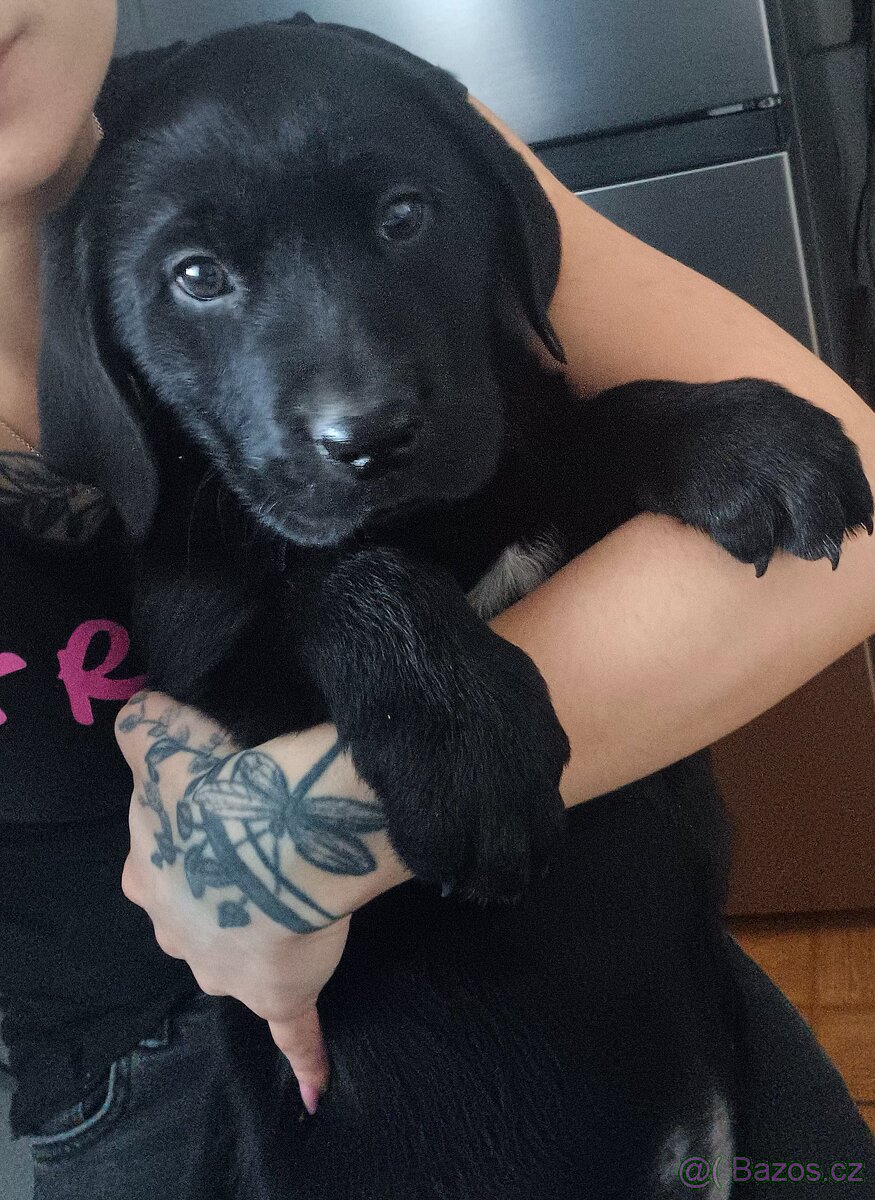 Štěňátka Labradora - 6