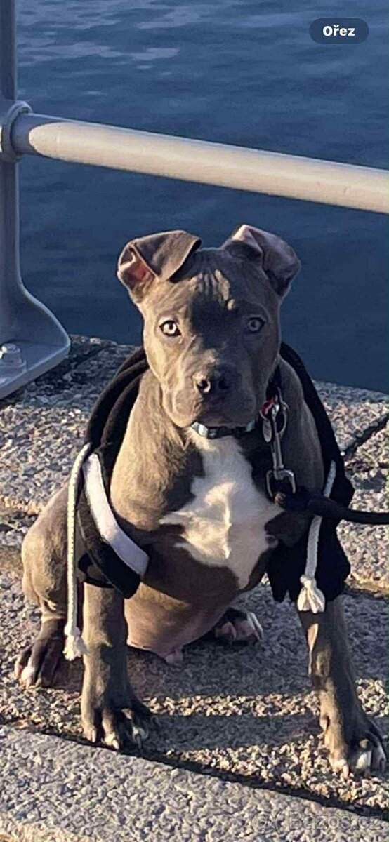 Prodám štěně American bully - 6