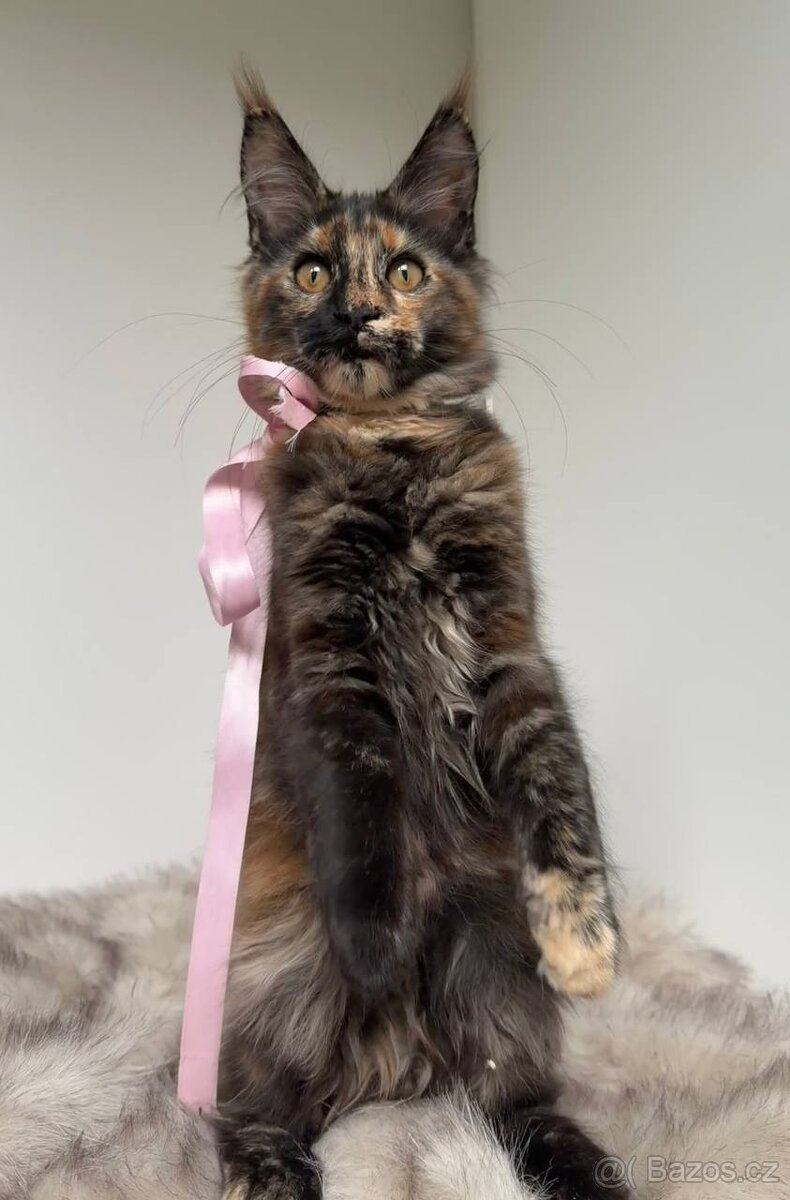 Mainská mývalí koťátka s PP - 6