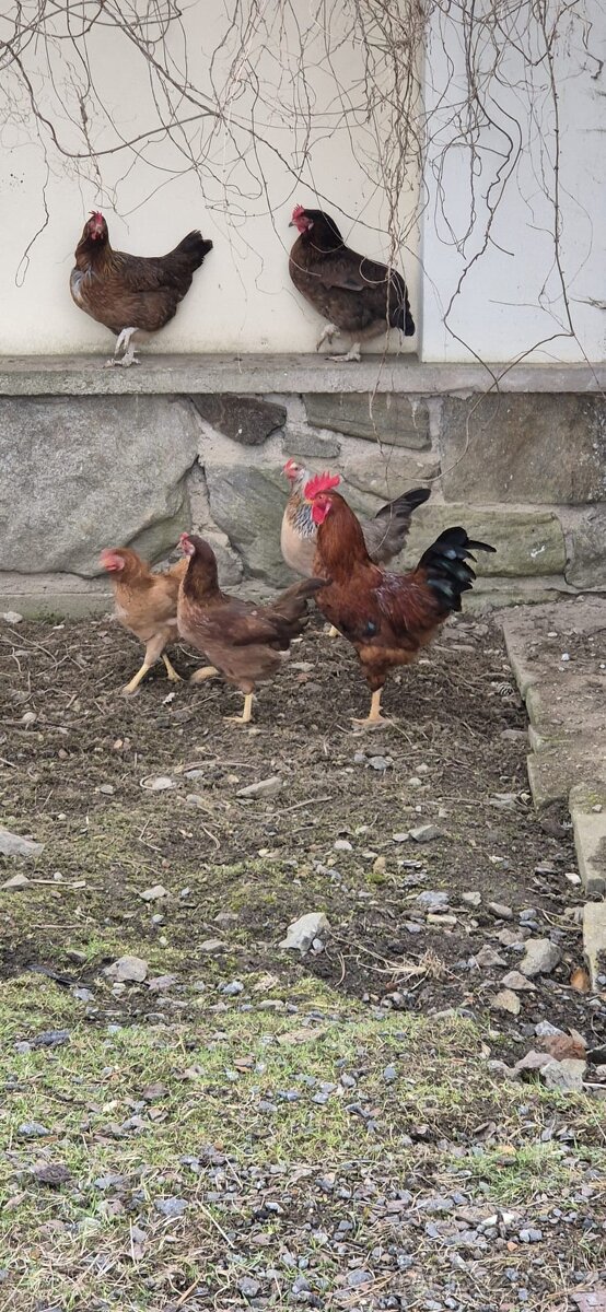 Kohouti na prodej - 6