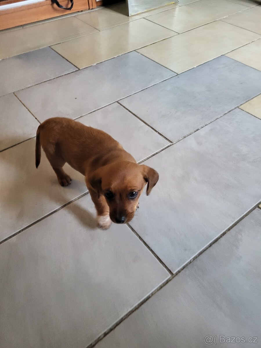 Jezevčík standard x Jezevčík trpasličí pejsek - 6