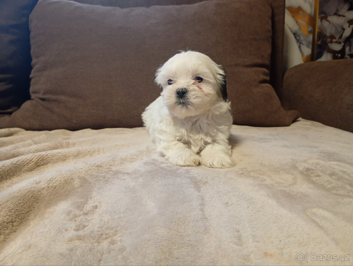 Jorkšírský teriér biewer - 6