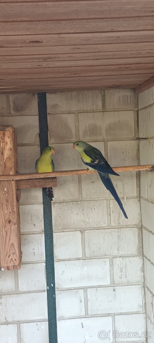 Papoušek horský modrý - 6