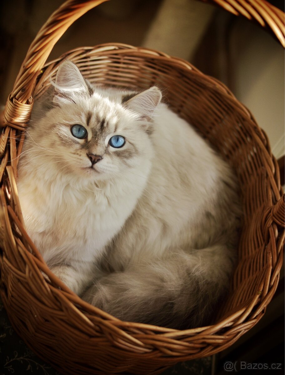 Sibiřská kočka s PP - 6