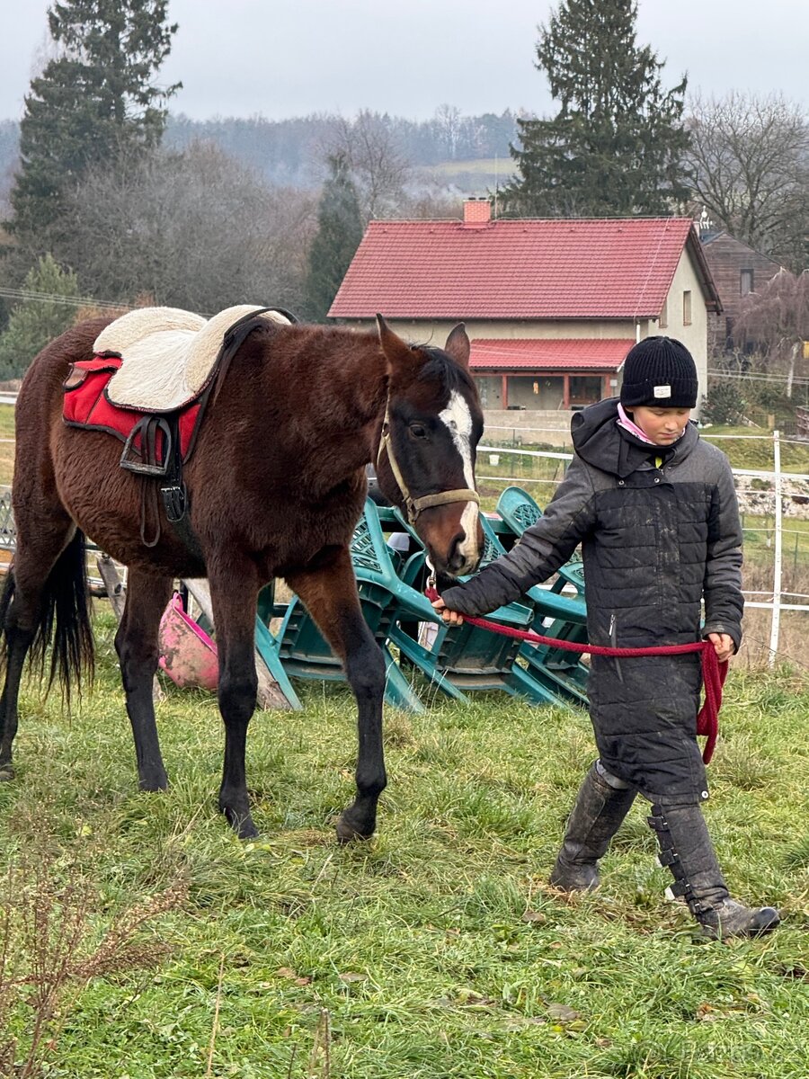 Hřebeček do rodiny - 6