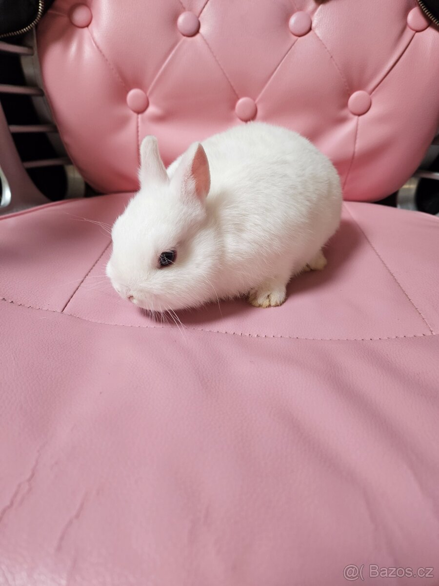 Zakrslý králík - 6