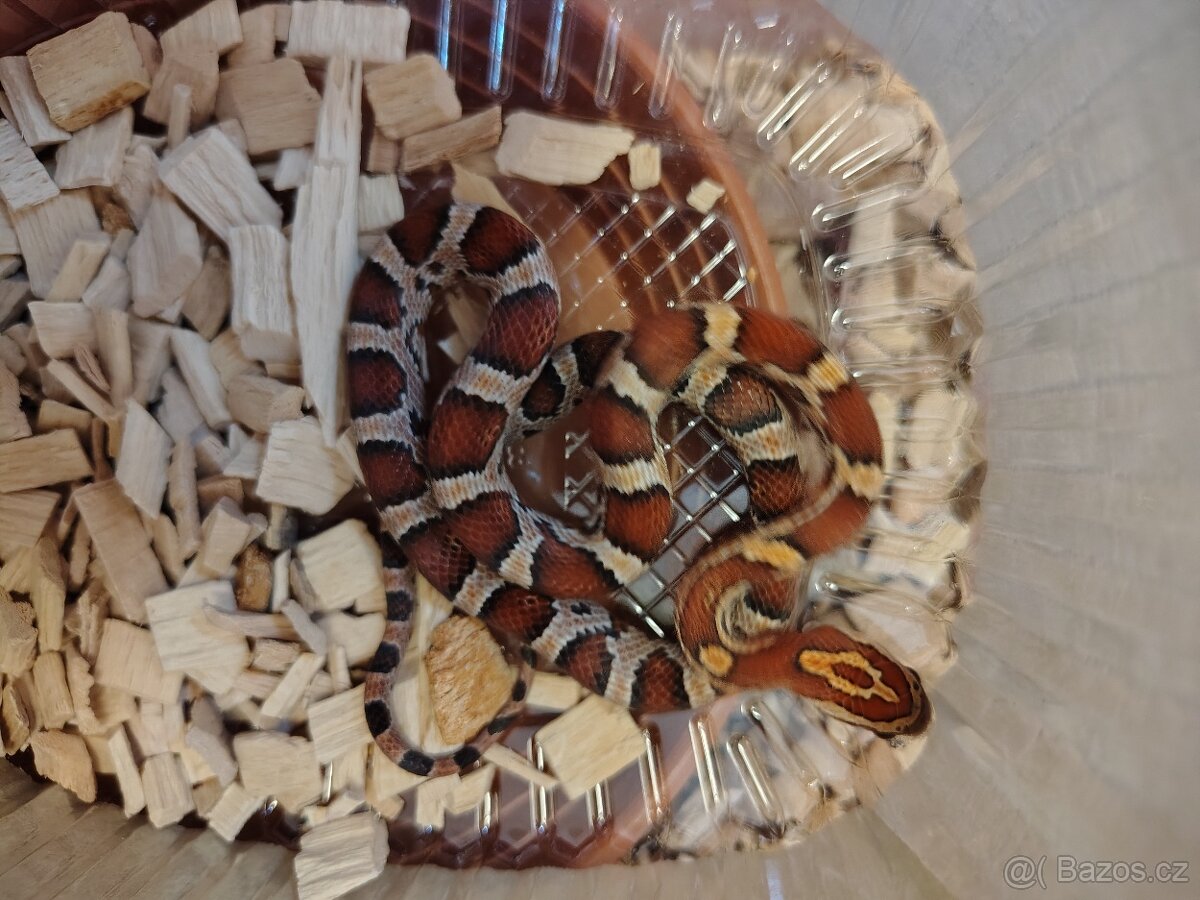 Užovka červená - 6