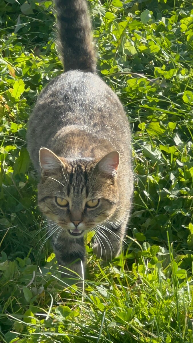 Kocour k odběru - 6