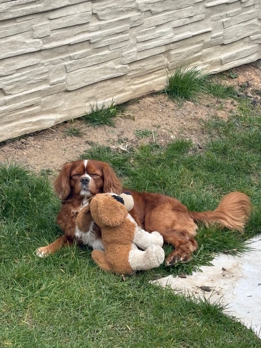 Ahoj, jmenuji se Miky 🐶 - 6