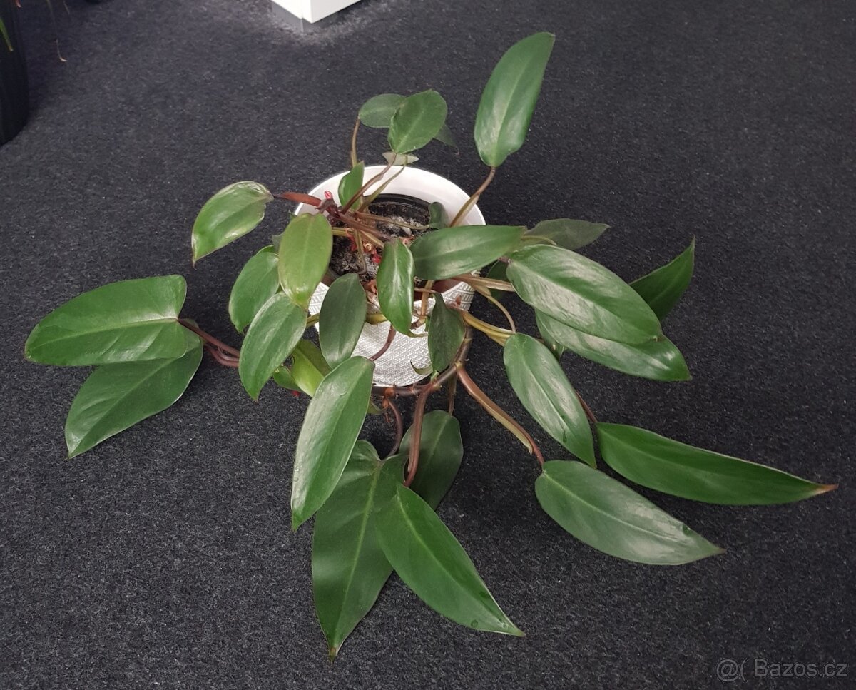 Krásné domácí květiny - 6