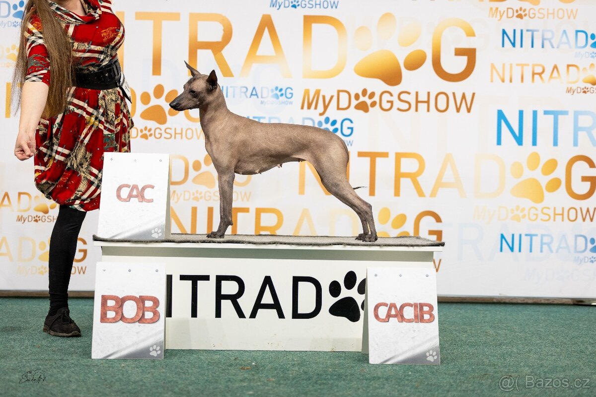 Peruánsky a Mexický naháč - 6