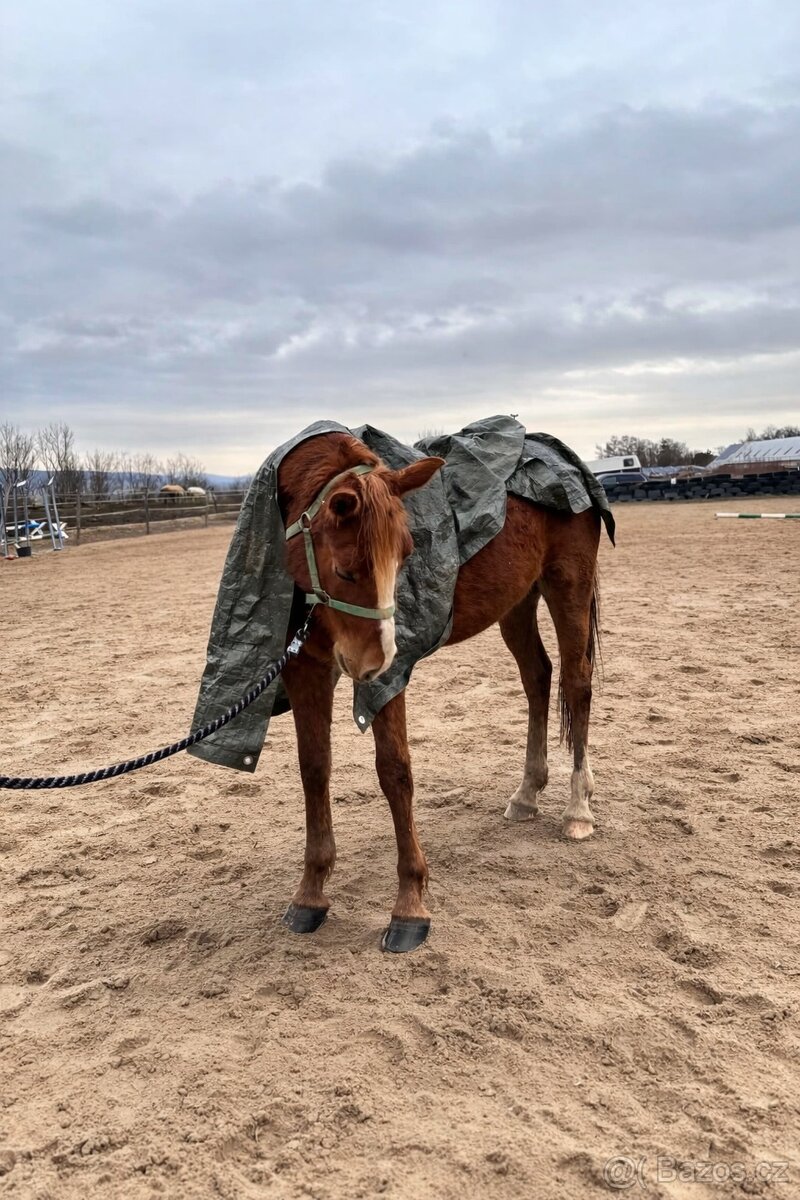 Dvouletá klisna - 6