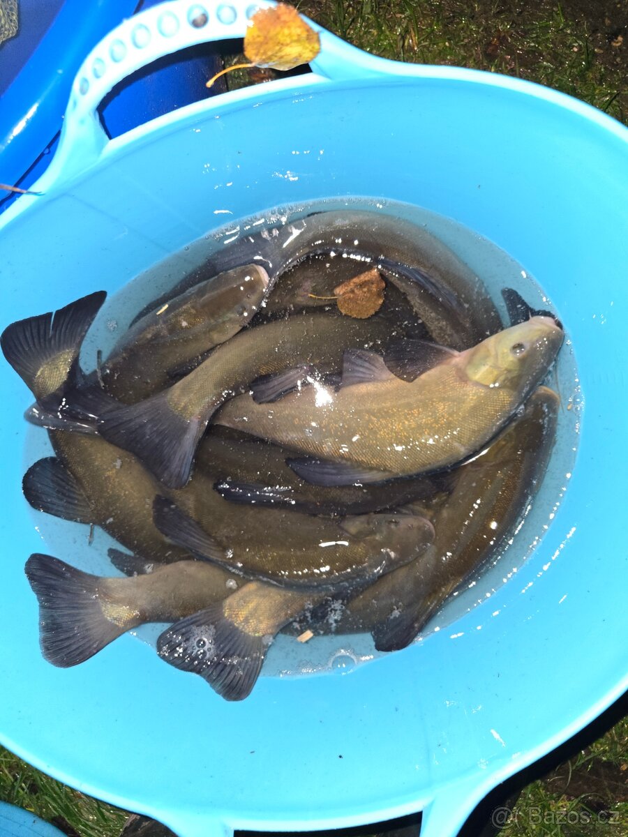 Štika, lín, hrouzek, plotice - 6