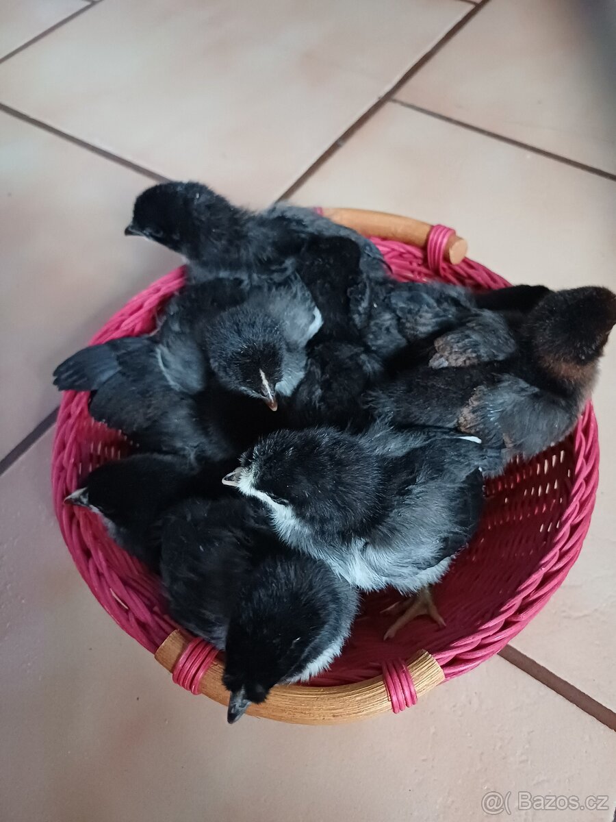 Prodám kuřátka araukany levandulovy - 6