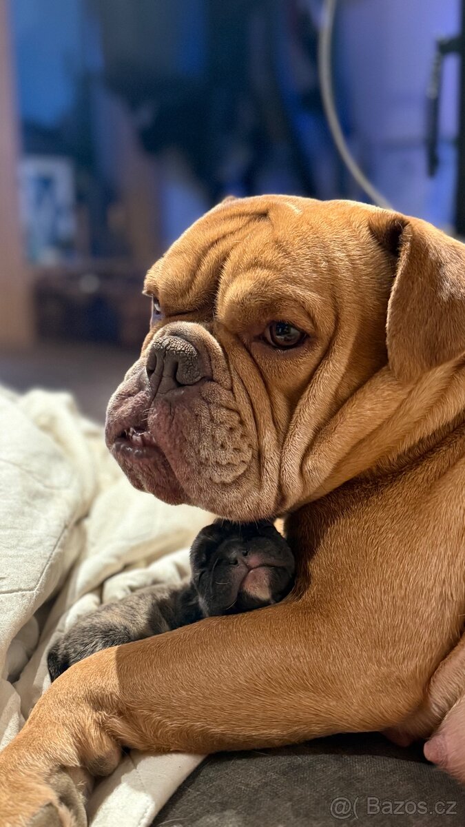 Prodam buldočka - 6