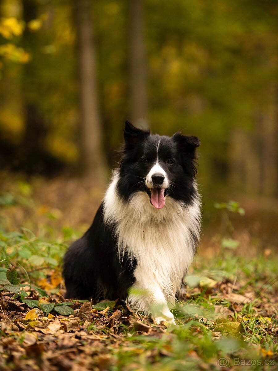 Pes border kolie ke krytí - 6