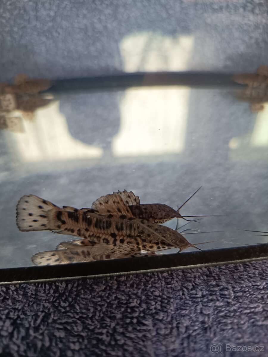 Panceřníček kropenatý - 6