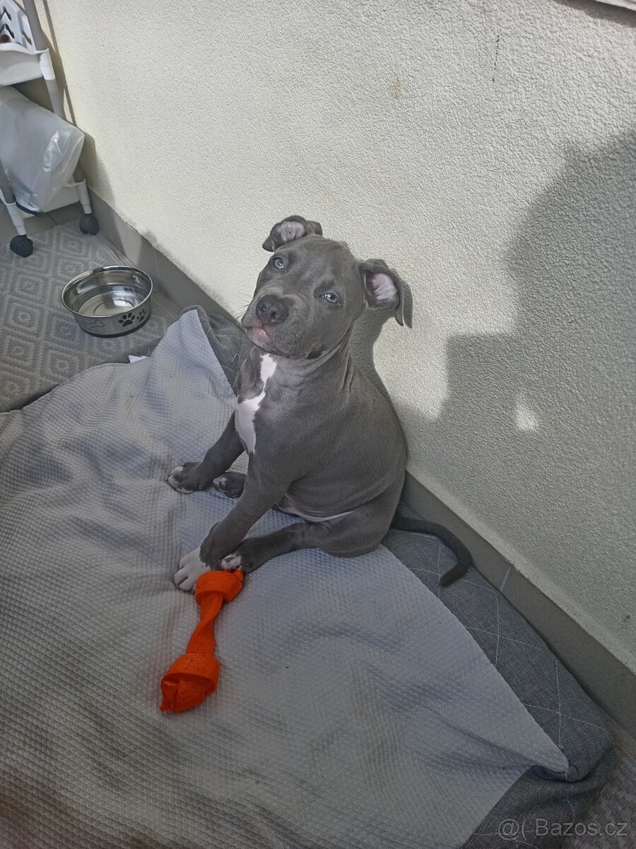 Stěně stafordšírský bulterier bez papíru - 6