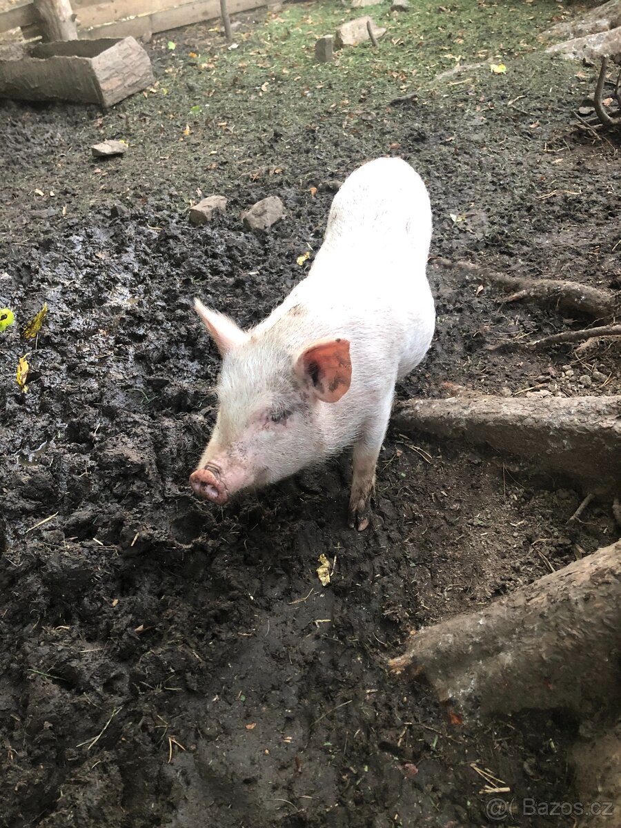 Prodám göttingenská miniprasátka - 6