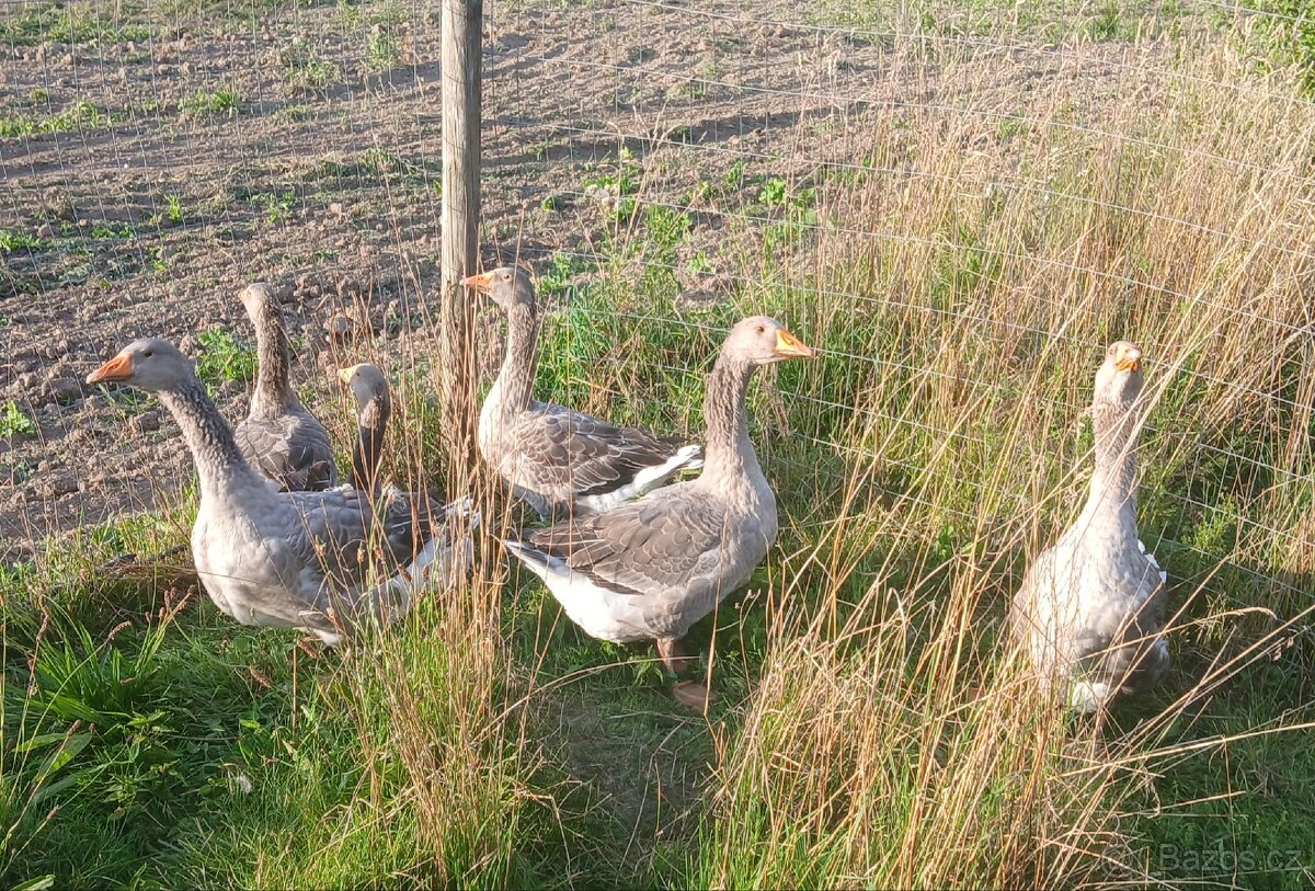 Prodám Houser Landeský - 6