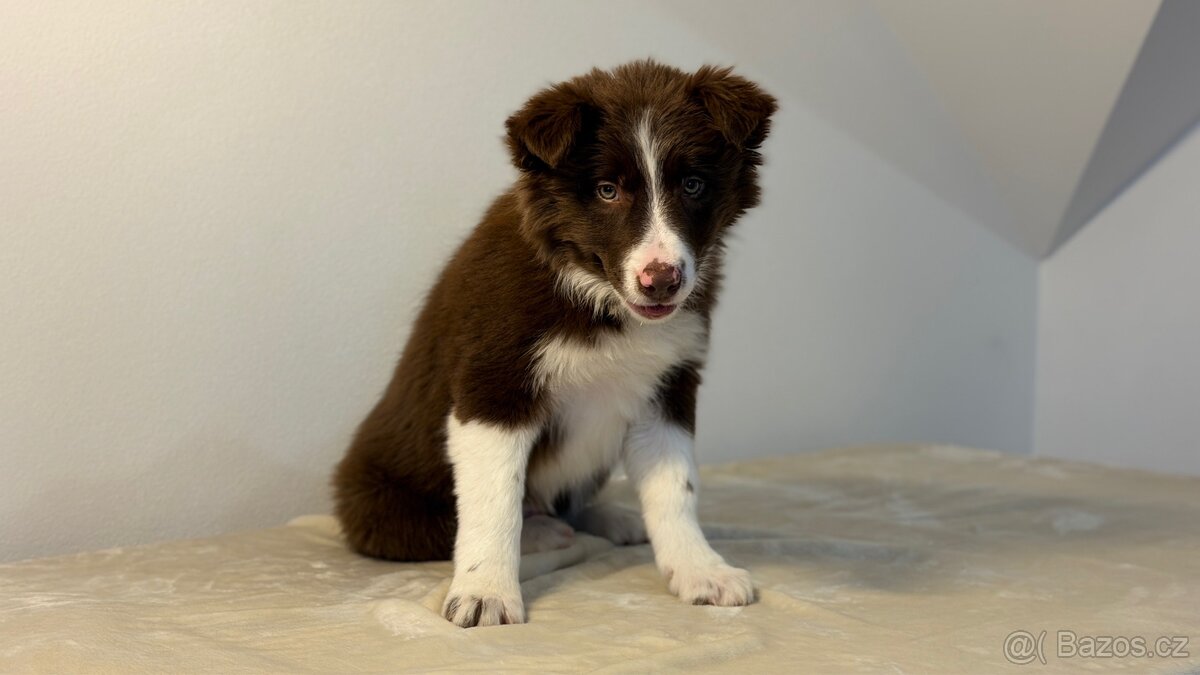ŠTĚŇÁTKO BORDER KOLIE - 6