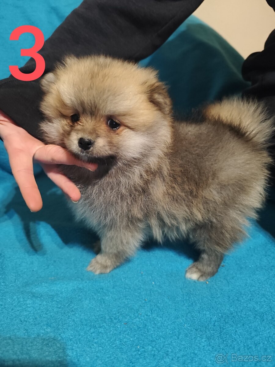 Špic pomeranian štěňátko - 6