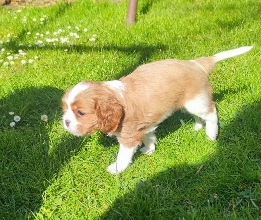Kavalíři Chester a Chris - 6