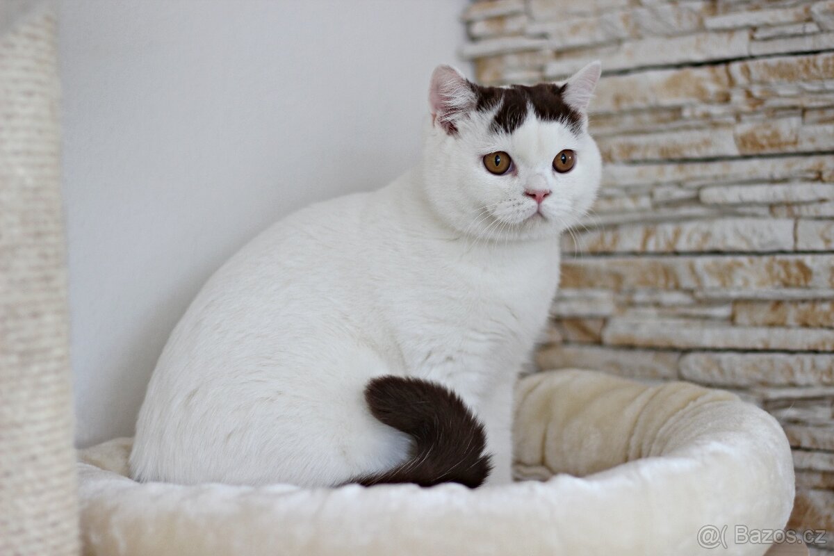 Britská koťátka s PP - 6