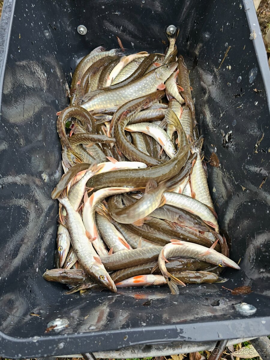 Prodej ryb z jarních lovení - 6