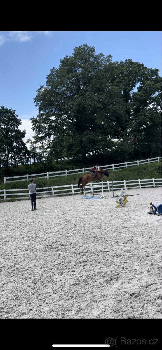 Charakterní kobylka - 6