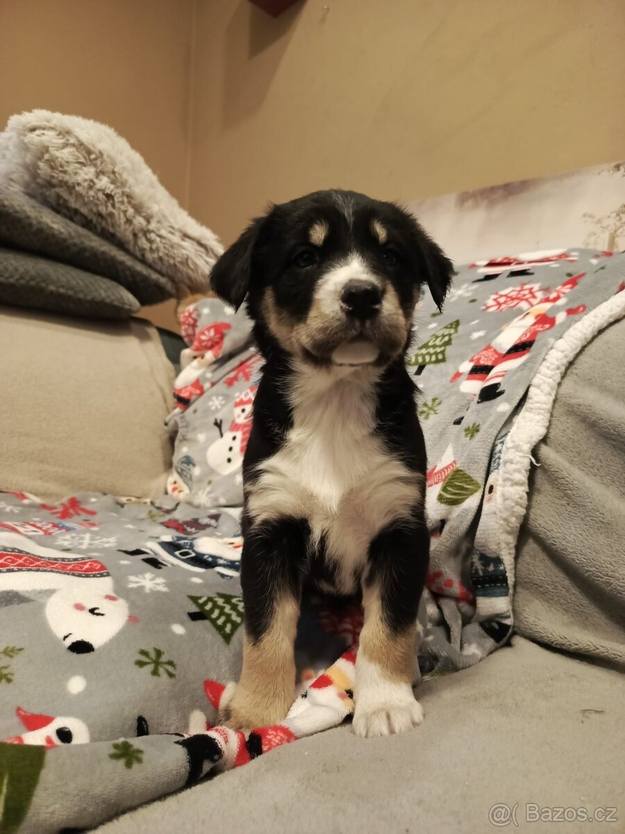 Kříženec husky - 6