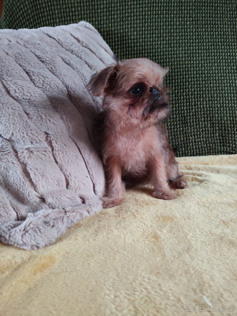 Bruselský grifonek - 6