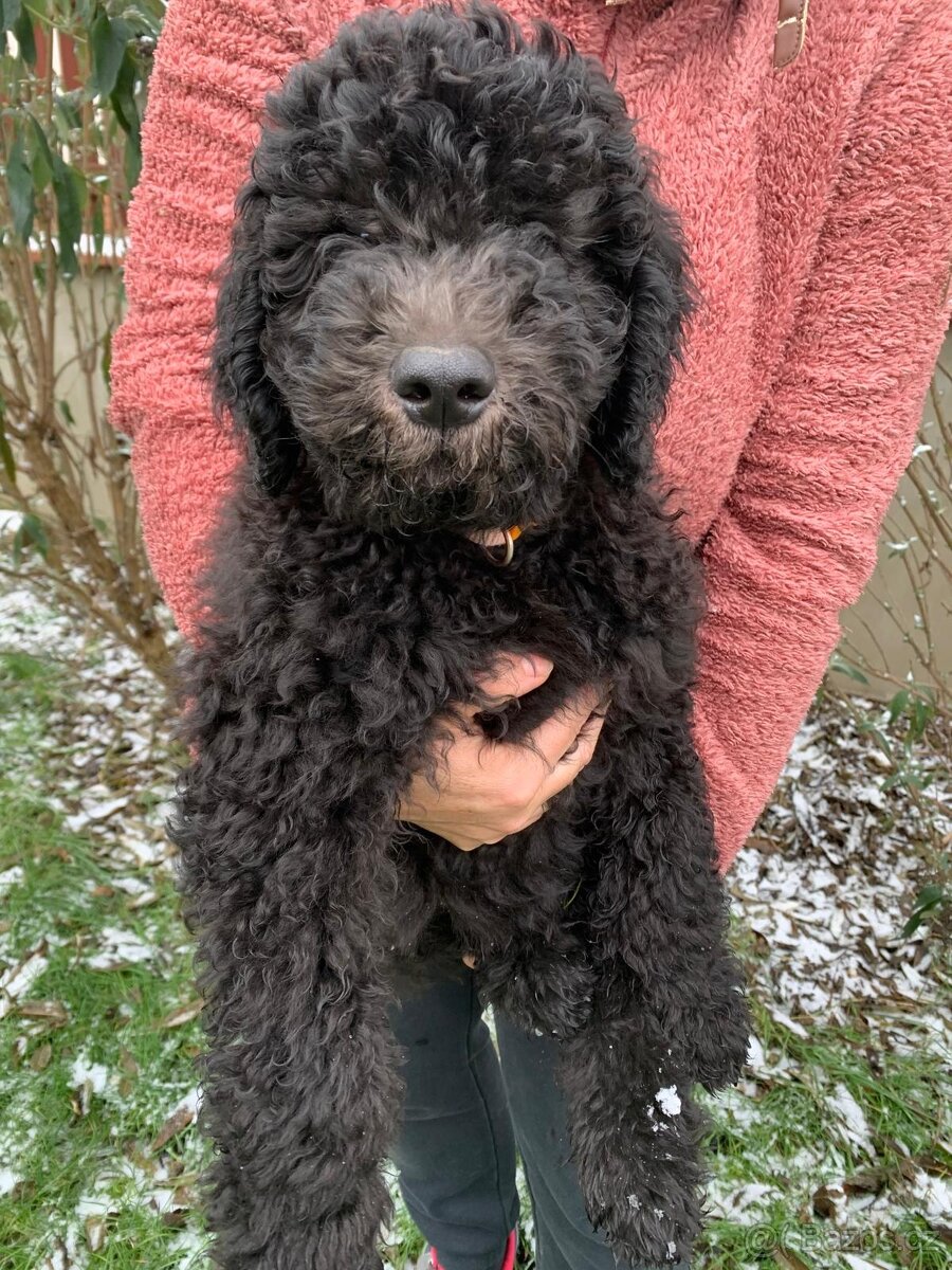 Štěně Labradoodle Draco - 6