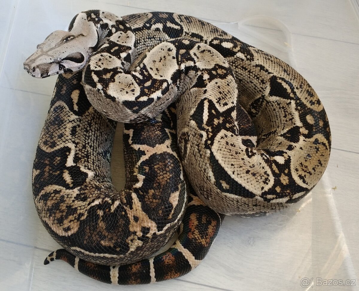 Boa imperator - DH Leopard VPI T+ Albino - 6