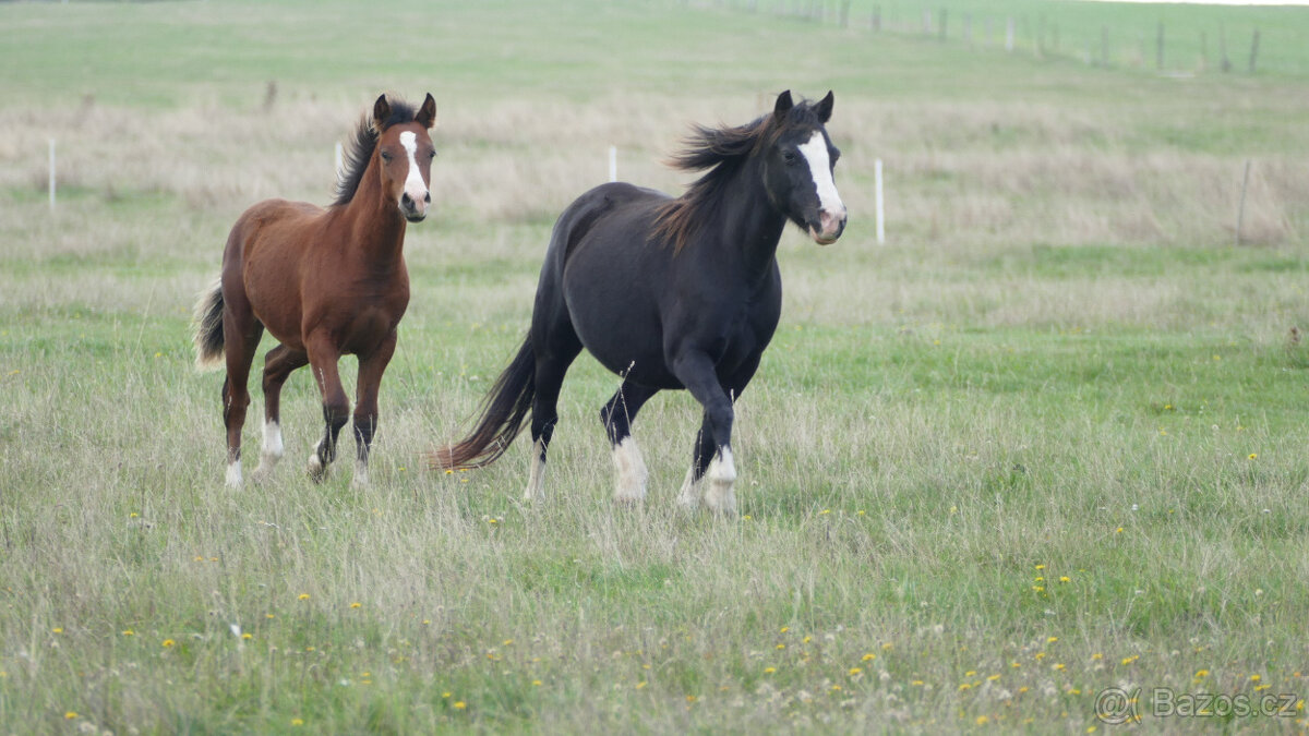 Welsh pony of cob type, sekce C - 6