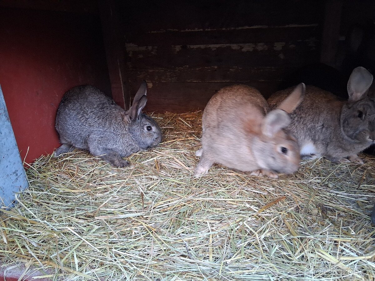 Králíci k prodeji - 6