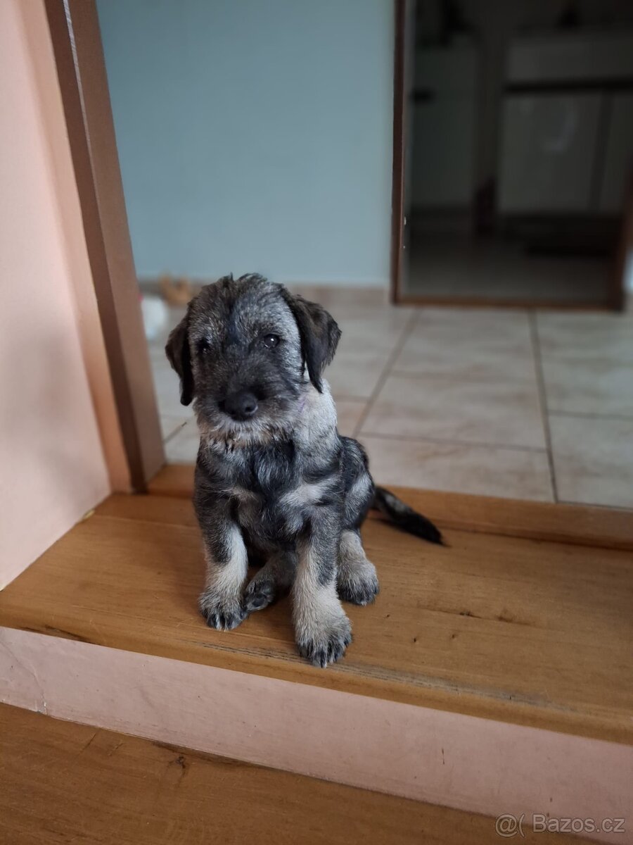 Knírač střední pepř a sůl, štěňata s PP - 6