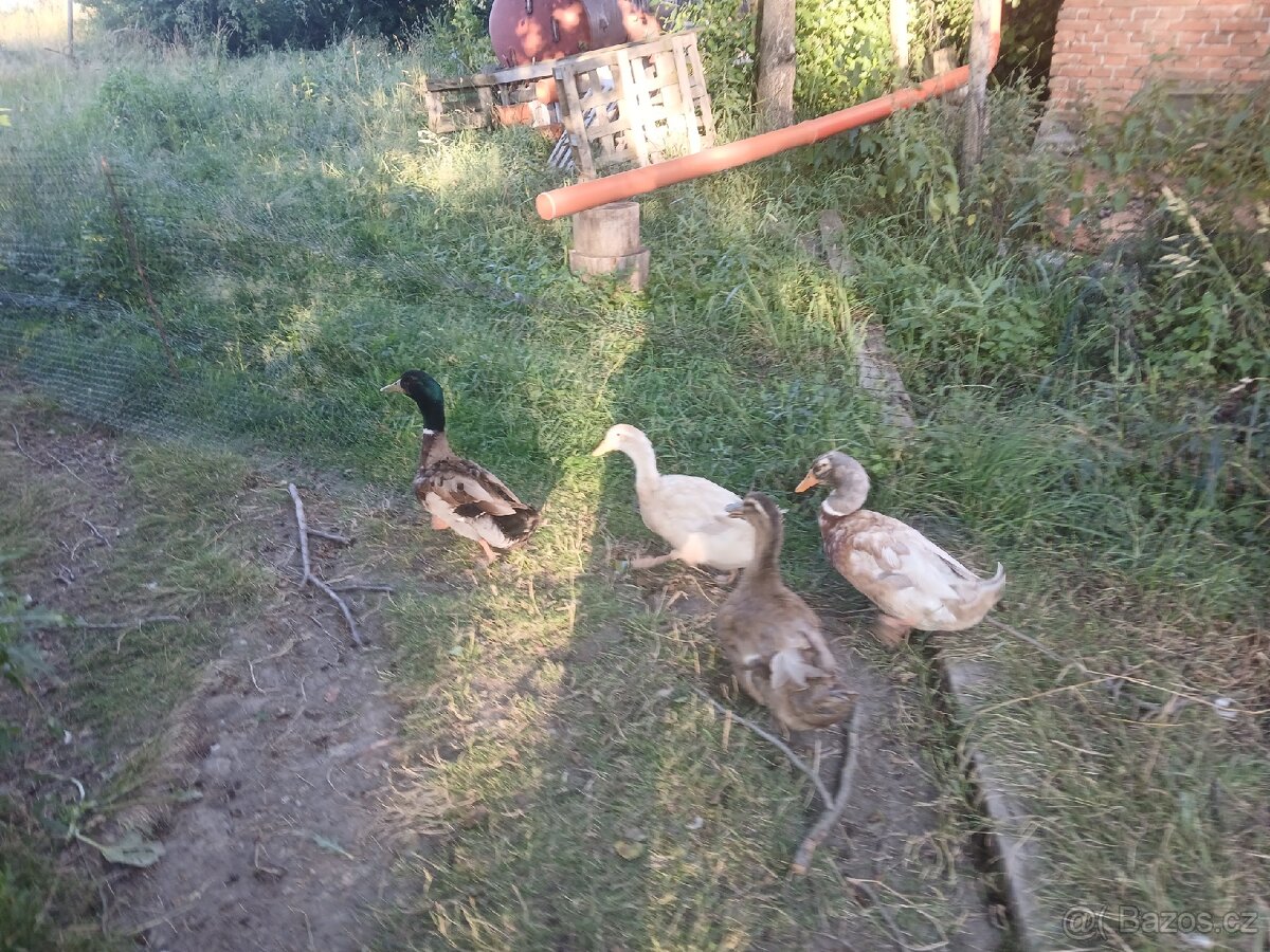 Kachny ruánské a saské - 6