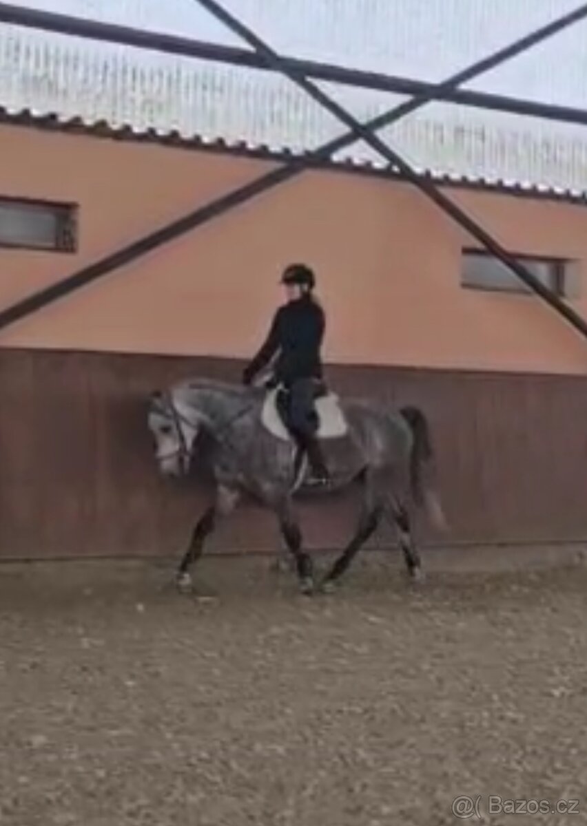 Teplokrevný valach 5 let - 6