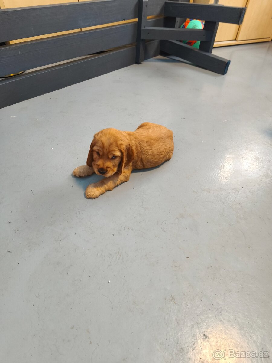 Anglický kokršpaněl - 6