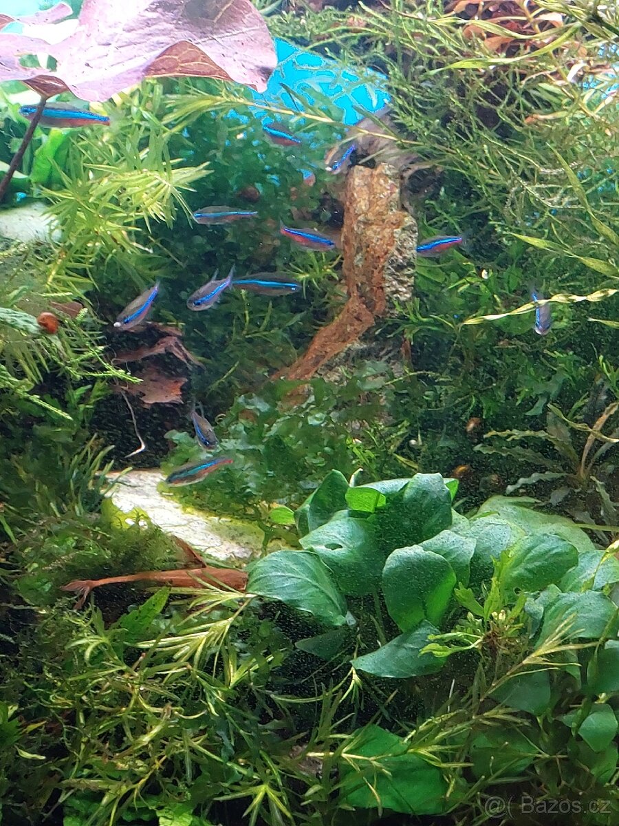 Akvárium i se stolkem - 6