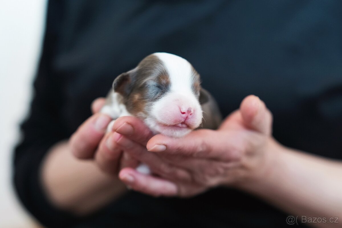 Miniaturní americký ovčák - 6