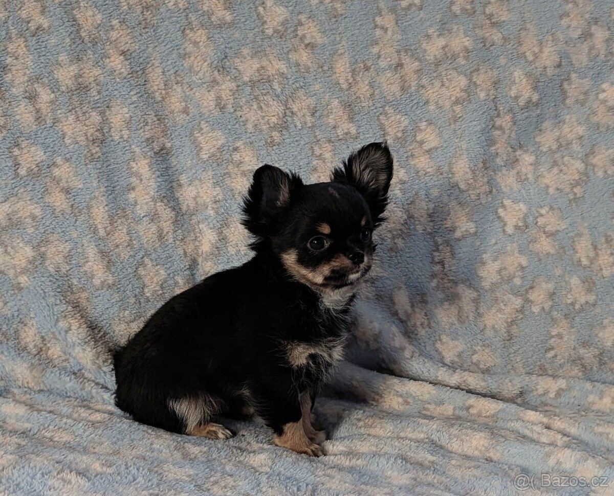 Čivava dlouhosrstá s PP- pejsci a fenky - 6