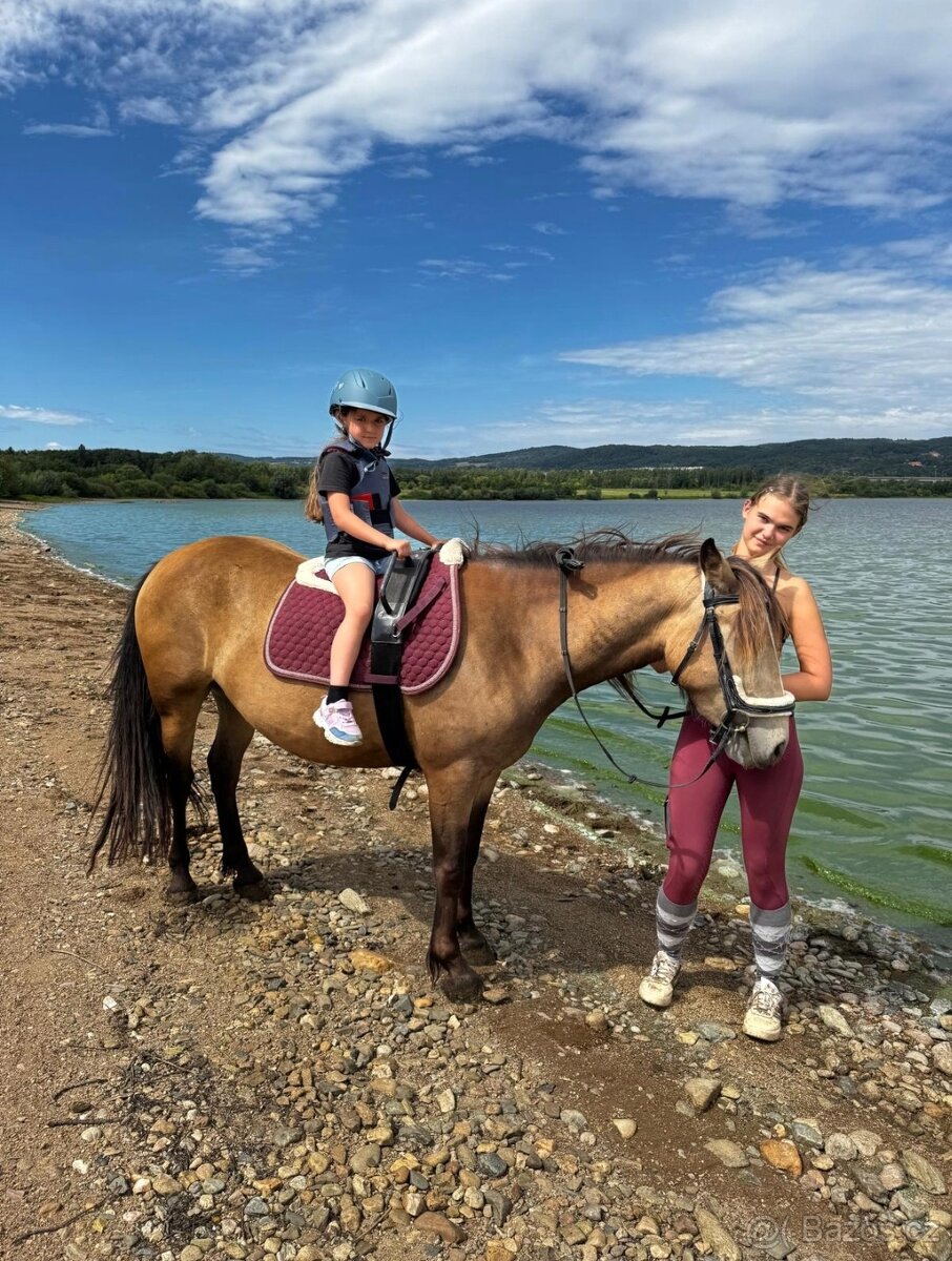 WPBr plavá tříletá kobylka - 6