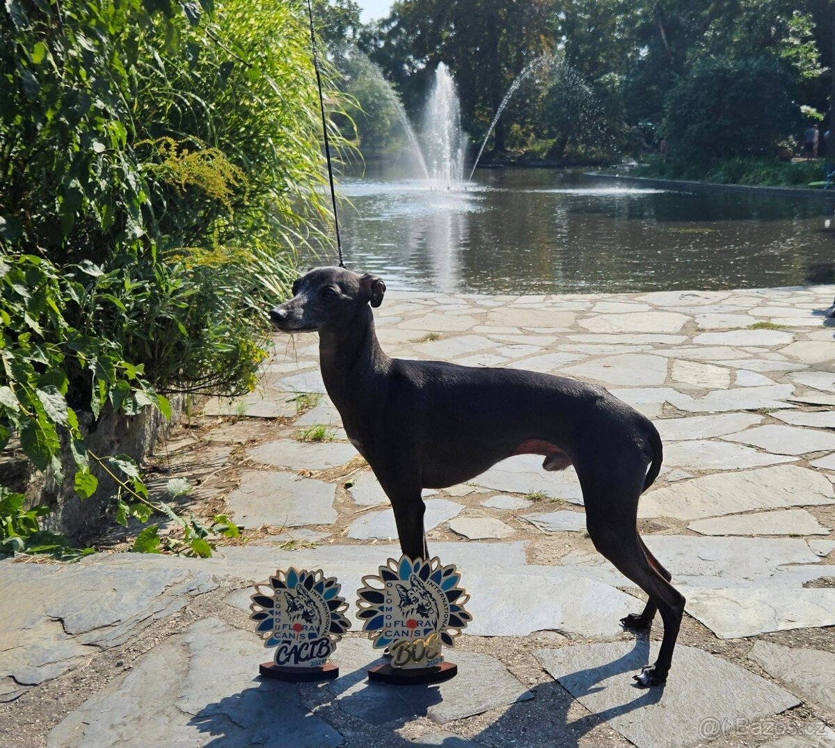 Italský chrtík s PP - 6