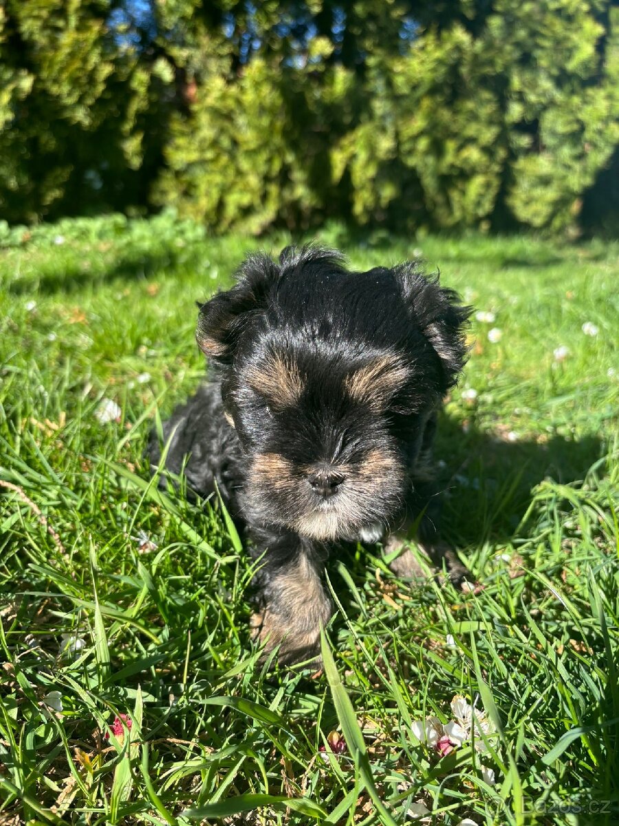 Yorkšírský teriér - 6