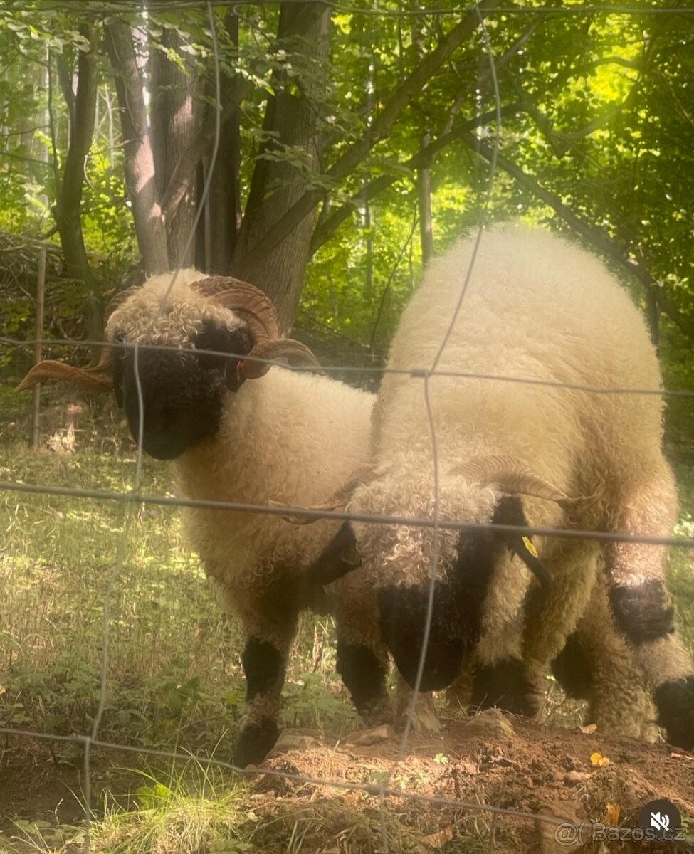 Prodám rodinku ovce walliserské černonose - 6