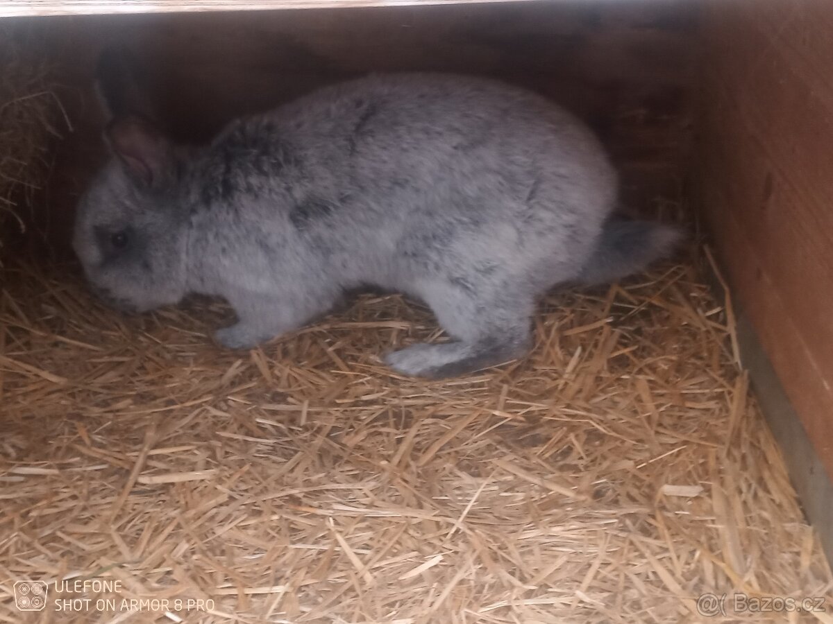 Prodám samce VSS - 6